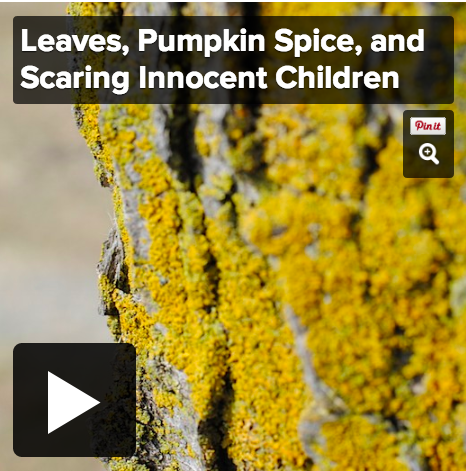 Fall Playlist