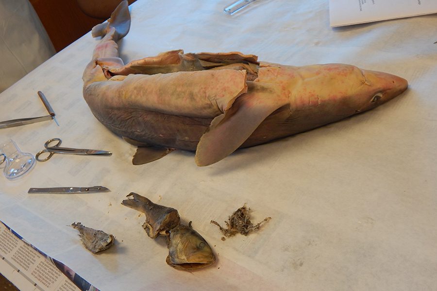 Zoology students are 'chomping' at the bit to tell you about these sharks