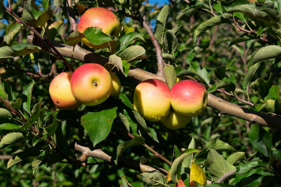 Apples from an orchard in Nebraska.