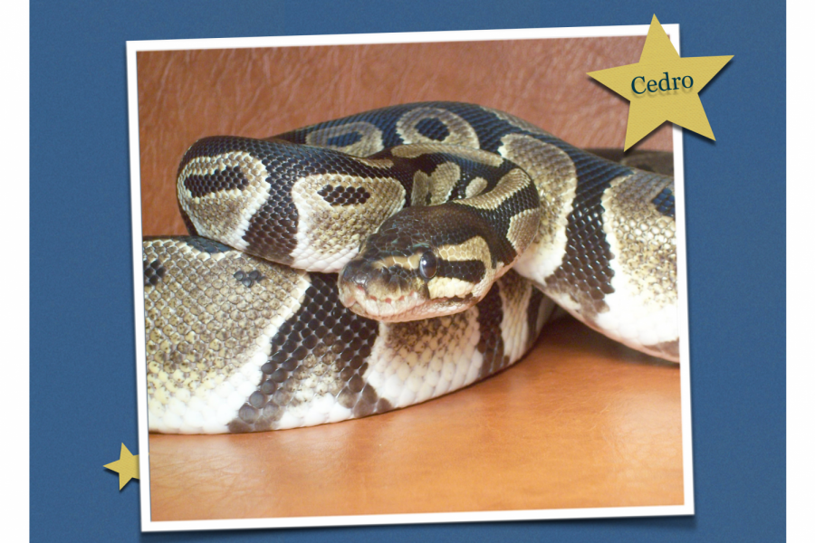 The Science department is looking to find a home for their ball python, Cedro.