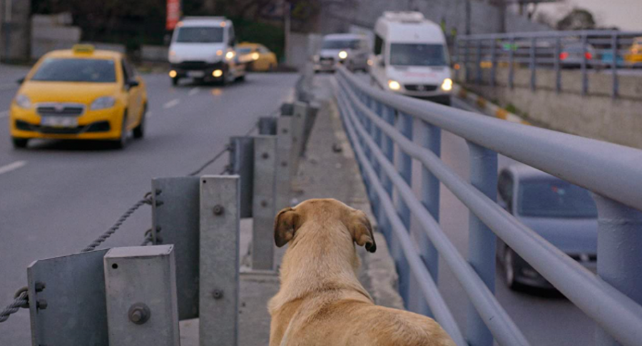 Seeing how the stray dogs featured in the film had adapted to living in a city was one of the most interesting aspects of the film to me.