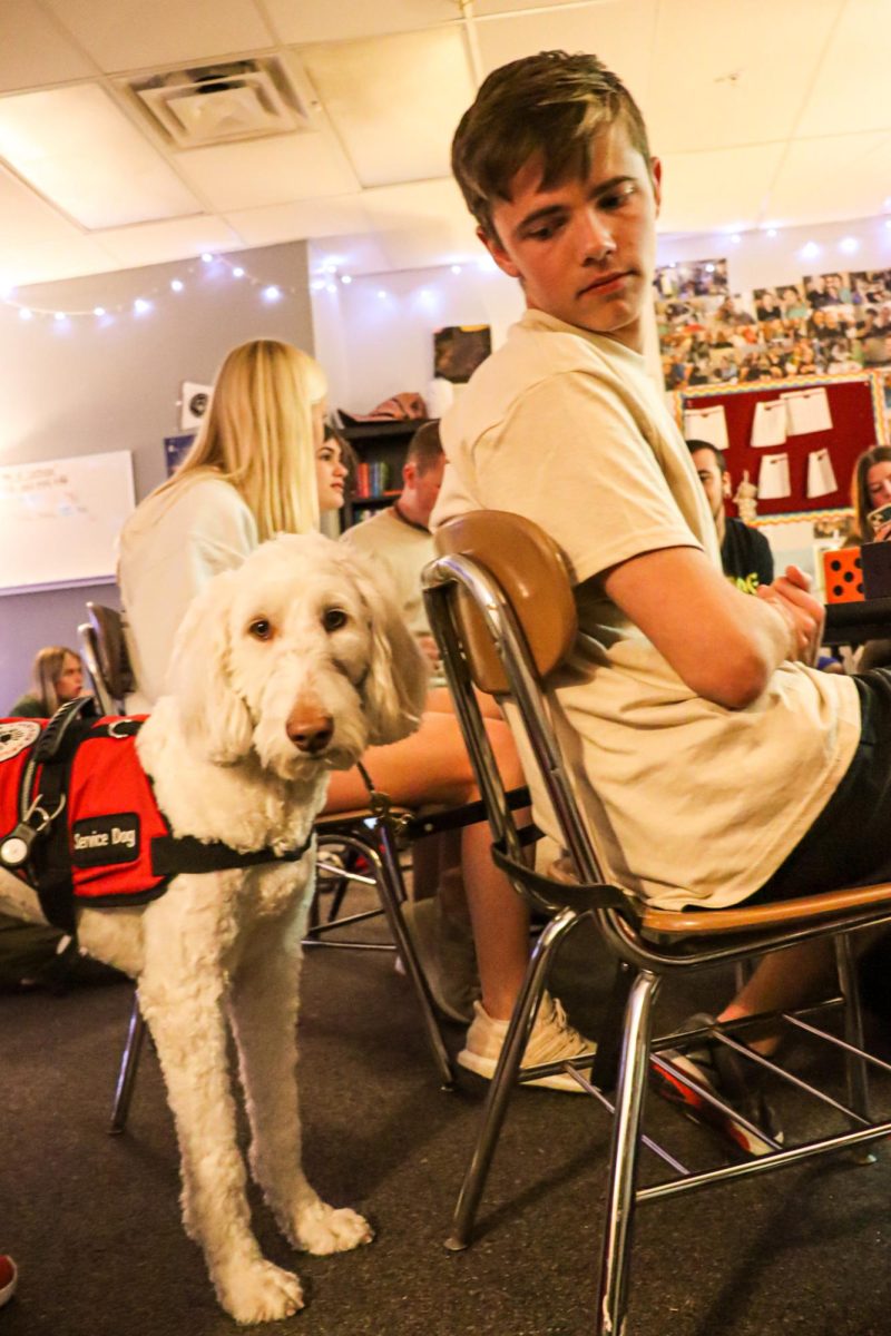 Diamond, Charlie Petersons service dog, has quickly become a favorite among students and staff.